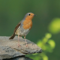 Rudzik - Erithacus rubecula - European Robin