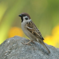 Mazurek - Passer montanus - Eurasian Tree Sparrowh