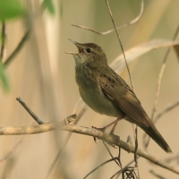 Świerszczak - Locustella naevia - Common Grasshopper-Warbler