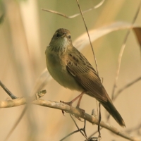 Świerszczak - Locustella naevia - Common Grasshopper-Warbler