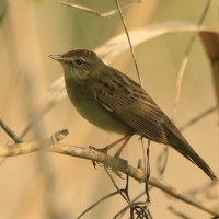 Świerszczak - Locustella naevia - Common Grasshopper-Warbler