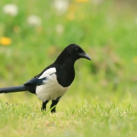 Sroka - Pica pica - Eurasian Magpie