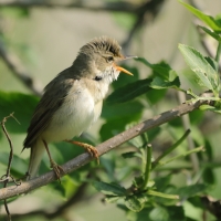 Łozówka - Acrocephalus palustris - Marsh Warbler