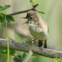 Łozówka - Acrocephalus palustris - Marsh Warbler