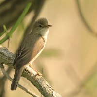 Łozówka - Acrocephalus palustris - Marsh Warbler