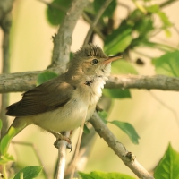 Łozówka - Acrocephalus palustris - Marsh Warbler
