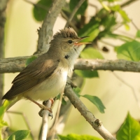 Łozówka - Acrocephalus palustris - Marsh Warbler