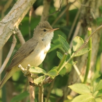 Łozówka - Acrocephalus palustris - Marsh Warbler