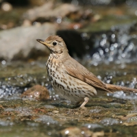 Śpiewak - Turdus philomelos - Song Thrush
