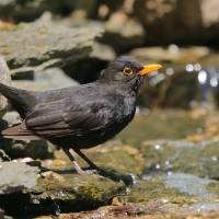 Kos - Turdus merula - Common Blackbird