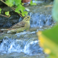Trznadel - Emberiza citrinella - Yellowhammer