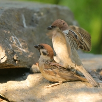 Mazurek - Passer montanus - Eurasian Tree Sparrowh