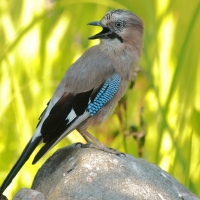 Sójka - Garrulus glandarius - Eurasian Jay
