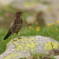 Drozd obrożny - Turdus torquatus - Ring Ouzel