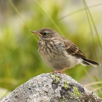 Siwerniak - Anthus spinoletta - Water Pipit