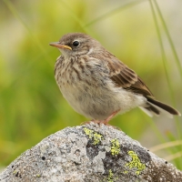Siwerniak - Anthus spinoletta - Water Pipit