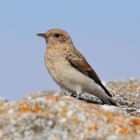 Białorzytka pstra - Oenanthe pleschanka - Pied Wheatea