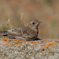 Białorzytka pstra - Oenanthe pleschanka - Pied Wheatea