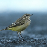 Pliszka żółta - Motacilla flava - Yellow Wagtail