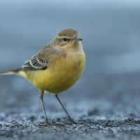 Pliszka żółta - Motacilla flava - Yellow Wagtail