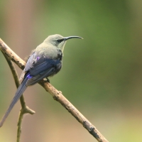 Nektarnik piękny - Cinnyris pulchellus - Beautiful Sunbird
