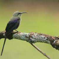 Nektarnik piękny - Cinnyris pulchellus - Beautiful Sunbird