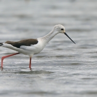 Szczudłak zwyczajny - Himantopus himantopus - Black-winged Stilt