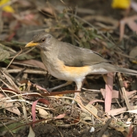 Drozd żółtodzioby - Turdus pelios - African Thrush