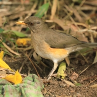 Drozd żółtodzioby - Turdus pelios - African Thrush