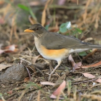 Drozd żółtodzioby - Turdus pelios - African Thrush
