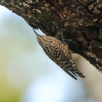 Pełziec - Salpornis spilonotus - Indian Spotted Creeper