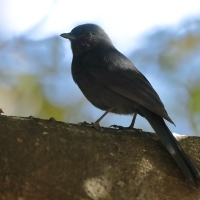 Mucharka czarna - Melaenornis edolioides - Northern Black Flycatcher