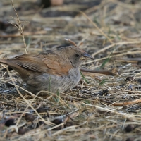 Wróbel szary - Passer swainsonii - Swainson's Sparrow