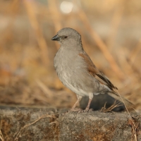 Wróbel szary - Passer swainsonii - Swainson's Sparrow