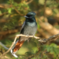 Muchodławka wspaniała - Terpsiphone viridis - African Paradise-flycatcher