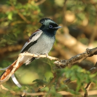 Muchodławka wspaniała - Terpsiphone viridis - African Paradise-flycatcher