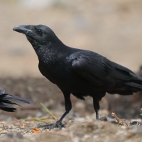 Kruk kusy - Corvus rhipidurus - Fan-tailed Raven