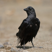 Kruk kusy - Corvus rhipidurus - Fan-tailed Raven
