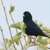 Wdówka atłasowa - Vidua chalybeata - Village Indigobird