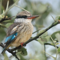 Łowiec kreskowany - Halcyon chelicuti - Striped Kingfisher