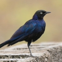 Błyszczak purpurowosterny - Lamprotornis purpuroptera - Rüppell's Glossy Starling