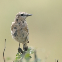 Białorzytka płowa - Oenanthe isabellina - Isabelline Wheatear