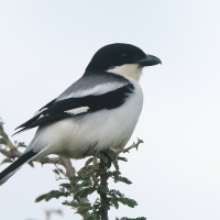 Dzierzba białorzytna - Lanius somalicus - Somali Fiscal