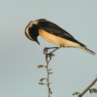 Białorzytka cypryjska - Oenanthe cypriaca - Cyprus Wheatear