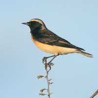 Białorzytka cypryjska - Oenanthe cypriaca - Cyprus Wheatear