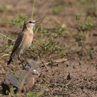 Białorzytka płowa - Oenanthe isabellina - Isabelline Wheatear