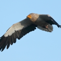 Ścierwnik - Neophron percnopterus - Egyptian Vulture