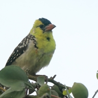 Brodal perełkowany - Trachyphonus margaritatus - Yellow-breasted Barbet