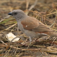 Wróbel szary - Passer swainsonii - Swainson's Sparrow