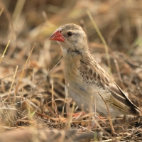 Wikłacz czerwonodzioby - Quelea quelea - Red-billed Quelea